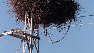 Испанского энергетического гиганта засудят за гибель птиц на оголенных проводах