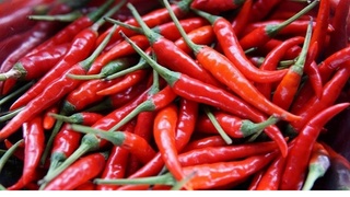 O‘zbekiston joriy yil yanvar-sentyabr oylarida 8 ming tonnadan ortiq qalampir eksport qildi