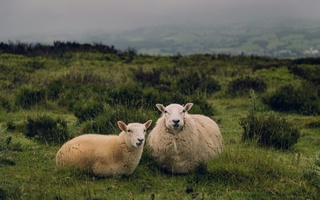 Дар Нидерландия навъи нави вируси блутанг пайдо шудааст