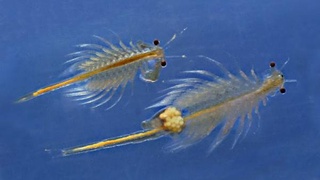 Задержаны лица, незаконно собиравшие цисты артемии на территории Аральского моря