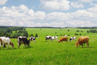 Пасти скот на приграничных пастбищах можно только днем