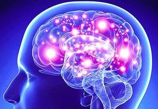 Bosh miya haqida nimalar bilasiz?