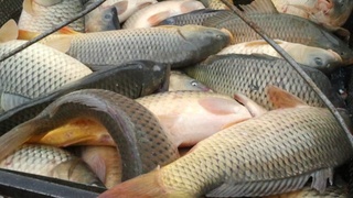 2020 йилда қанча балиқ овланган?