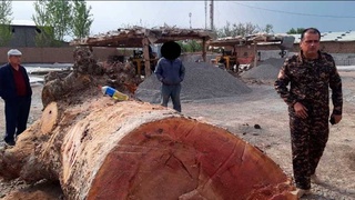 Штраф не маленький, но ущерб природе не оценить деньгами