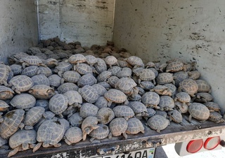 Қашқадарёда «Қизил китоб»га киритилган бир камаз тошбақани олиб кетаётган браконьерлар ушланди