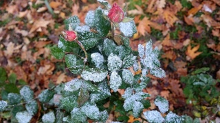 Синоптиклар сентябрда қор ёғишидан огоҳлантиради