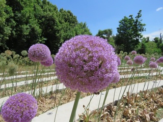 Тошкент ботаника боғига пресс-тур ташкил этилди