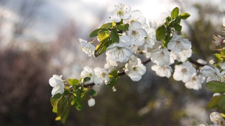 Бу йил март ойи илиқ об-ҳаво билан бошланади — Ўзгидромет