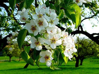 Сен шундай кўркамсан, кўкламой фаслим