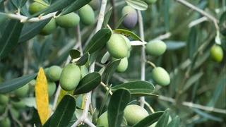 Флаг Узбекистана поднимут в штаб-квартире Международного оливкового совета в Мадриде