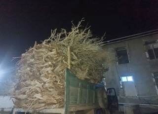 Бухорода саксовул савдогарлари ушланди