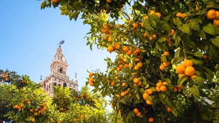 Электричество из апельсинов