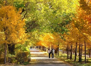 The weather is good: a dry and sunny week is expected in Uzbekistan