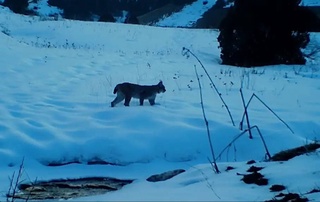 В фотоловушку попали туркестанские рыси