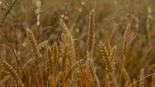 2020 йилда қайси ҳудудда энг кўп дон етиштирилган?