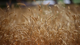 В Узбекистане объявлены ожидаемые минимальные цены на урожай зерна 2022 года