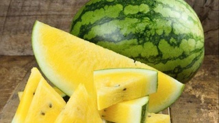 Қашқадарёнинг сариқ тарвузлари экспорт қилинмоқда