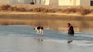 Nukusda kanal oʻrtasidagi muz boʻlagida ikki kun qolib ketgan it qutqarildi