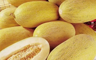 Латвия наращивает импорт узбекской дыни