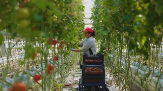 В Узбекистане в 2022 году производство тепличной продукции планируется увеличить на 26%