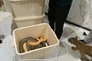 Xonadonlardan birida yoʻlbars va piton ilonlari noqonuniy saqlanayotganligi aniqlandi