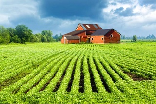 В Узбекистане меняется порядок аренды земель сельхозназначения