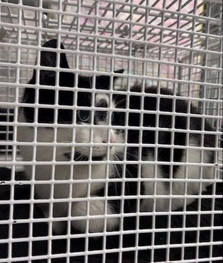 Германияда сичқон овлаётган мушук беихтиёр поездга чиқиб, катта шаҳарга бориб қолди