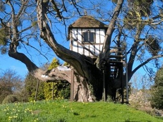 Дарахт устида қурилган дунёдаги энг қадимий уй топилди