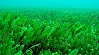 Водоросли могут спасти растения от засухи