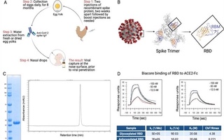 Tovuq tuxumidan COVID-19ga qarshi vaksinani ishlab chiqildi