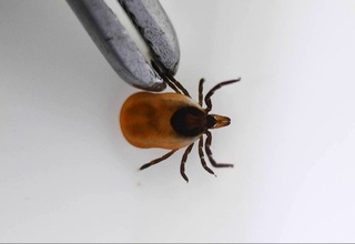 Канадан юқадиган янги вирус аниқланди