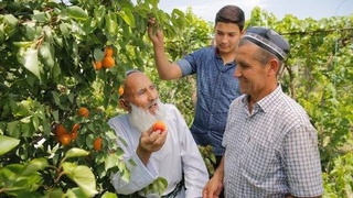 Ведение личного подсобного хозяйства закрепят законодательно