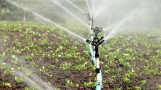 Аномал иссиқ об-ҳаво шароитида қишлоқ хўжалиги экинларини қандай парваришлаш керак?