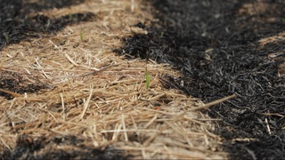 Qumqoʻrgʻonda gʻalladan boʻshagan yer maydonlarni yoqib yuborganlar javobgarlikka tortildi