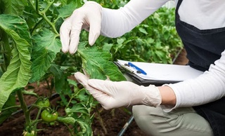 Карантин аҳамиятига эга бўлган зарарли организмлар рўйхати кенгайтирилди