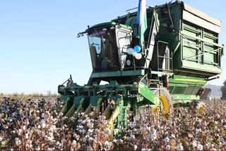 В Навоийской области сбор хлопка стартовал на современных комбайнах