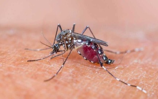 Bezgakka qarshi samarali dori ishlab chiqildi