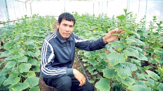 Действенный и эффективный метод социальной защиты