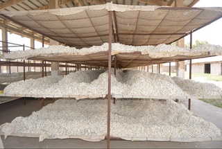 Muzrabotlik pillakorlar respublikada birinchilardan bo‘lib rejani ortig‘i bilan uddalashdi