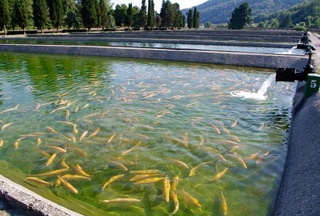 Государственные водоемы в Узбекистане будут сдаваться в аренду субъектам предпринимательства через «E-auksion»