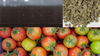 Туркиядан импорт қилинган уруғларда вирус аниқланди