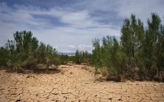 На высохшем дне Арала высадят леса