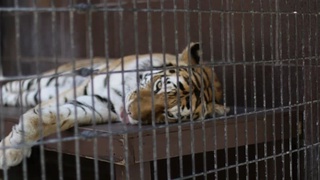 Францияда цирк қойылымдарында жабайы жануарларды пайдалануға тыйым салынды