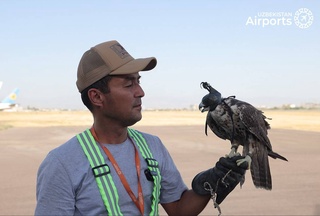 Falcons guarding the sky: birds of prey help prevent emergencies at airports in Uzbekistan