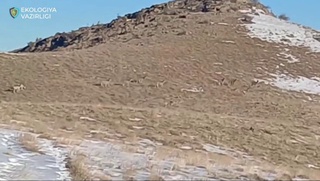 Жиззахдаги қўриқхонада архарлар галаси видеога олинди