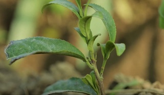 Мамлакатимизда  Япония чойини етиштириш йўлга қўйилди