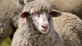 Будет выделена субсидия ещё для одного направления животноводства