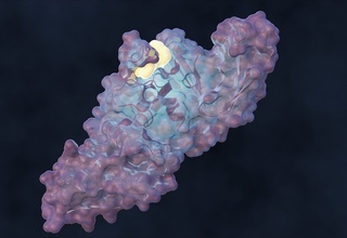 Koronavirusning tarqalishini toʻxtatuvchi molekula ishlab chiqildi