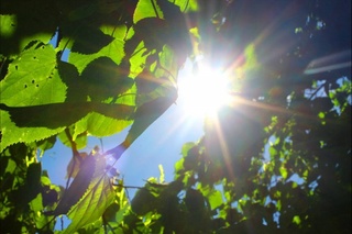 Усы ҳәптеде Өзбекстанда ҳаўа температурасы +37 дәрежеге шекем көтериледи