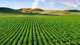 Нидерландские сельхозтехнологии на полях Кизирикского района